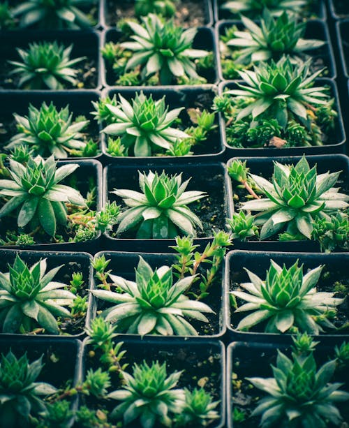 Green Succulent Plants