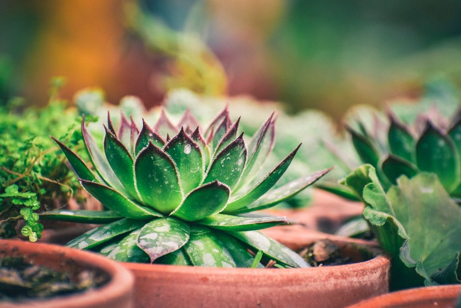 Comparison of sun-loving succulents in terra cotta vs shade-tolerant ferns in plastic pots - low maintenance balcony plants Comparison of sun-loving succulents in terra cotta vs shade-tolerant ferns in plastic pots - low maintenance balcony plants