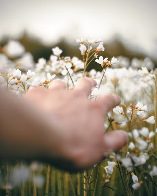 白い花を持っている人の写真