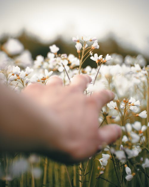 Photo De Personne Tenant Des Fleurs Blanches