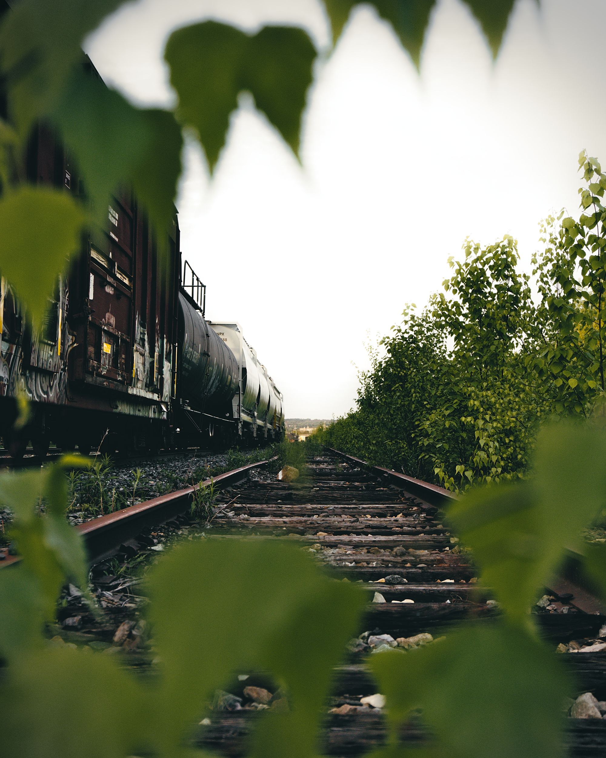 Freight railcars standing on tracks beside green plants