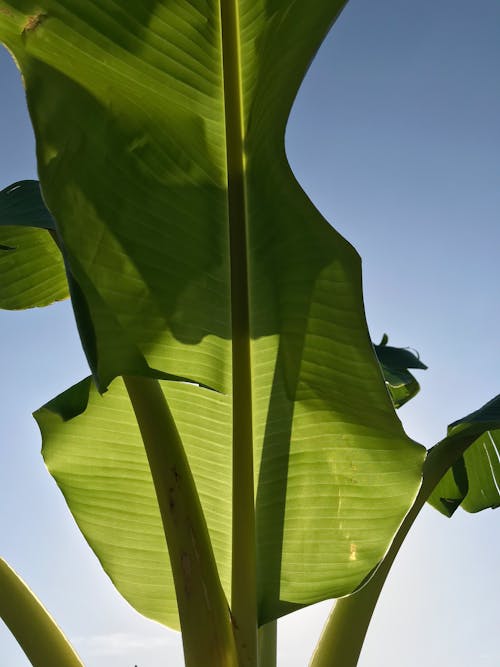 Безкоштовне стокове фото на тему «бананове листя, впритул, жаб’яча перспектива» стокове фото