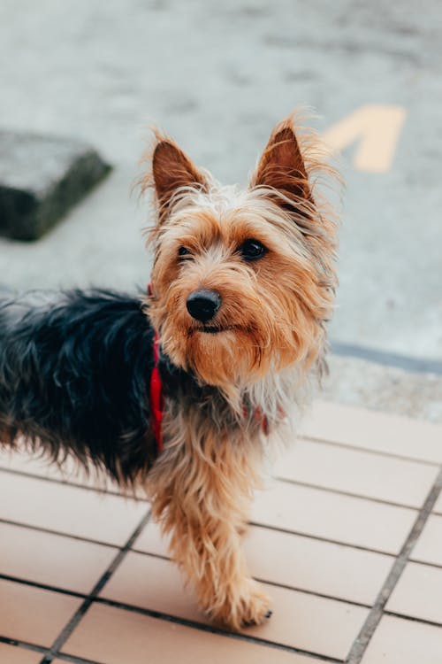 A small dog with a red collar standing on a sidewalk