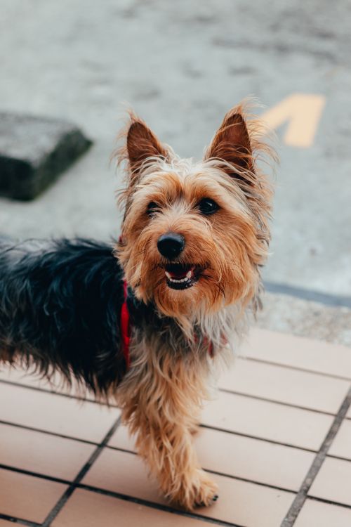 Gerçek Yorkshire Terrier köpeği portresi