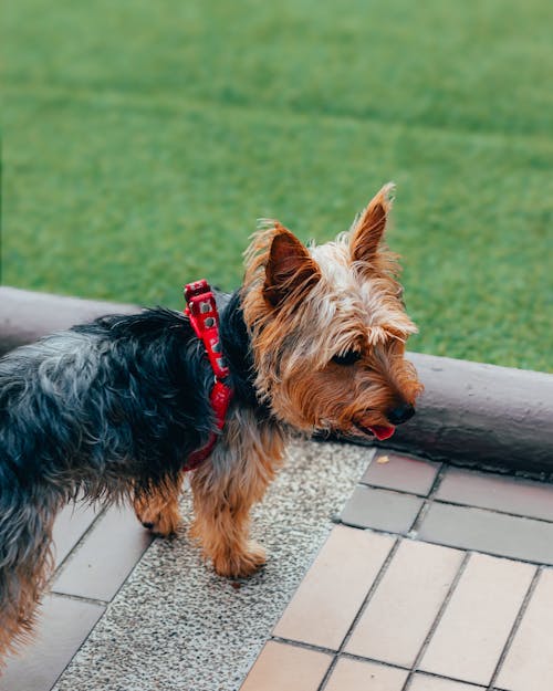 A small dog with a red harness on its neck