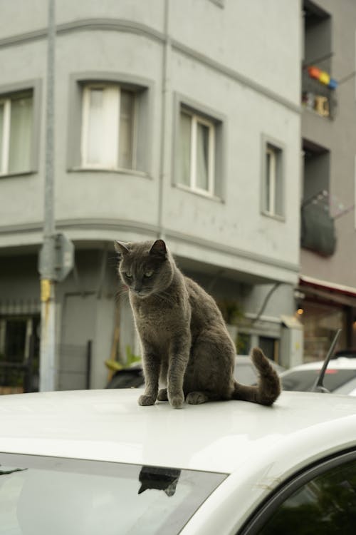 A cat sitting on top of a car