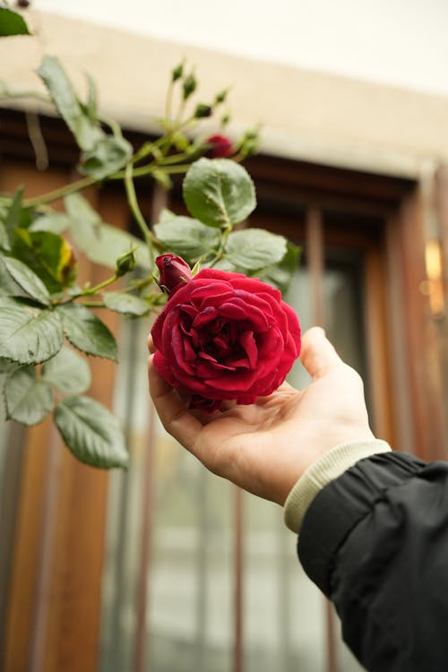 A person holding a rose in their hand