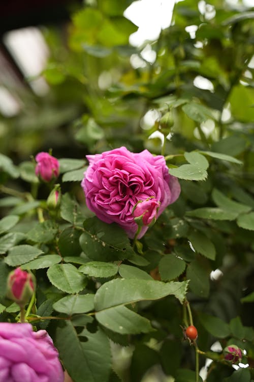 A pink rose is growing on a plant