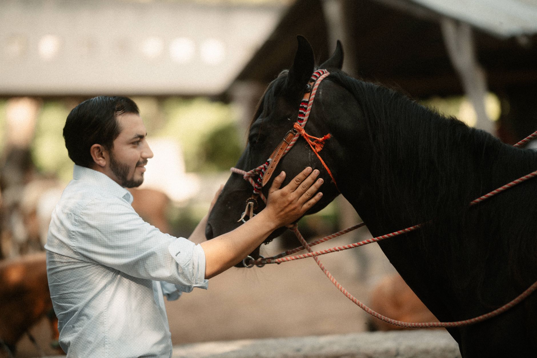 Veterinarian examining a horse during a checkup