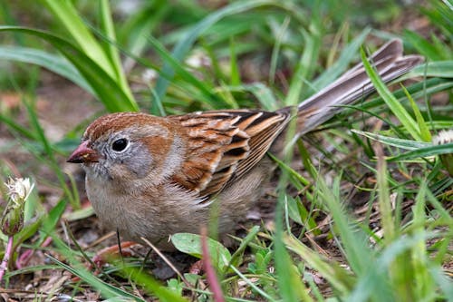 Field sparrow in its natural environment.