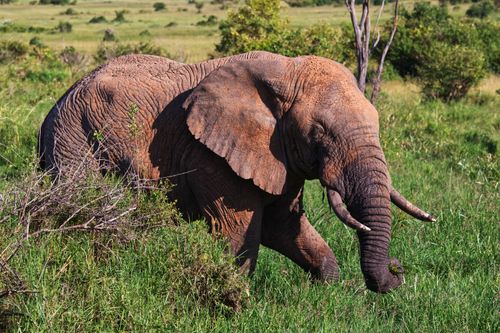 Free An African elephant grazes in the lush grasslands of Masai Mara, Kenya, showcasing its natural habitat. Stock Photo