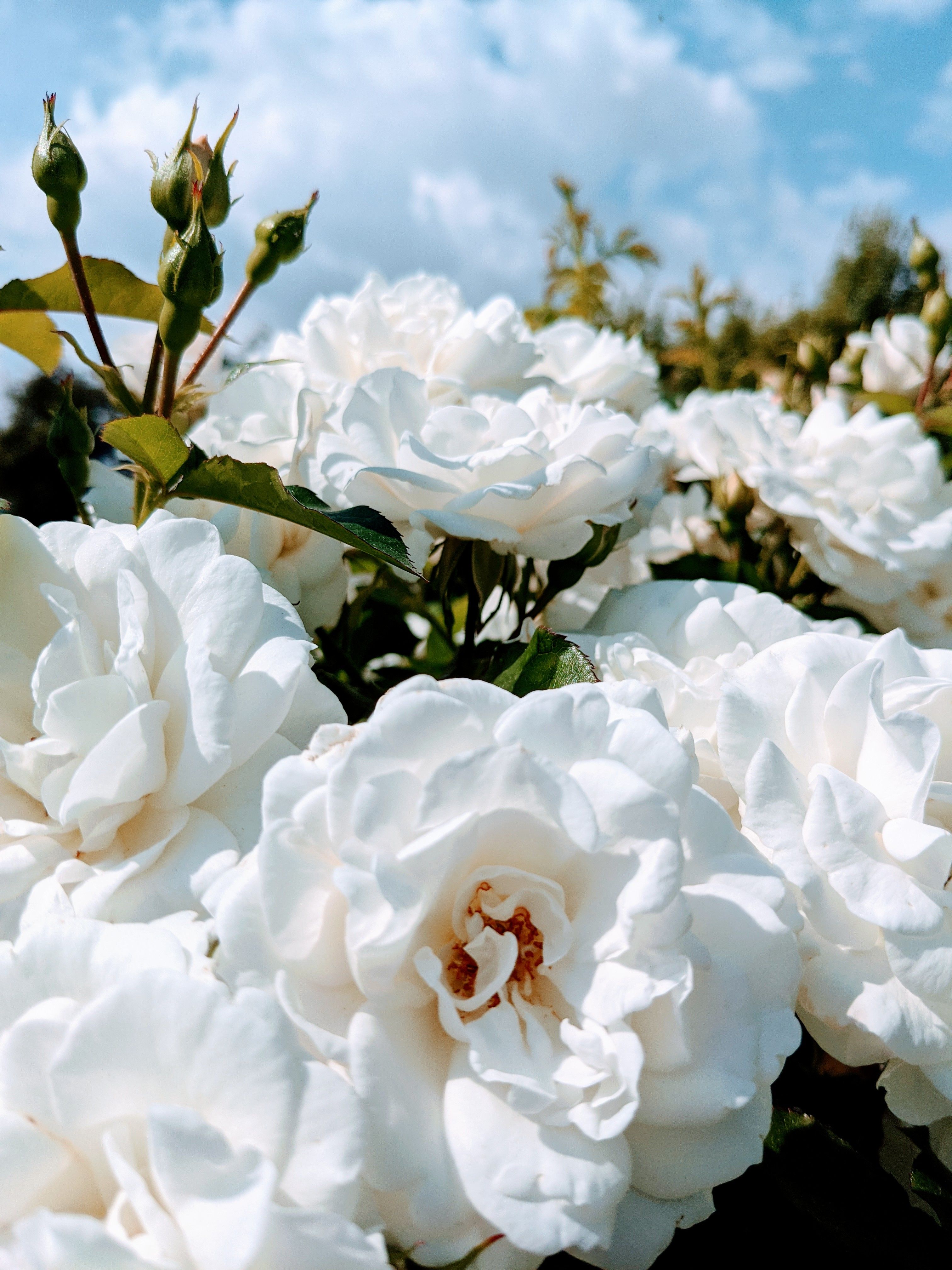 White roses in a garden with blue sky · Free Stock Photo