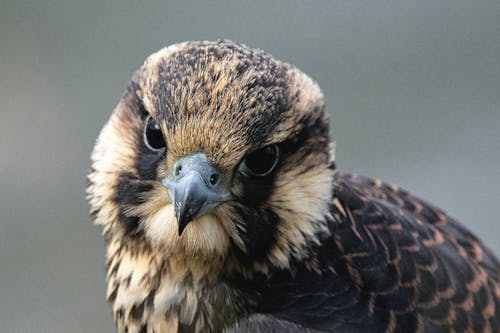 Portrait of a raptor.