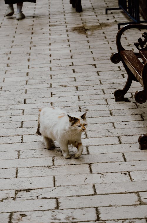 Free stock photo of cat photography, cat walking, white and orange cat