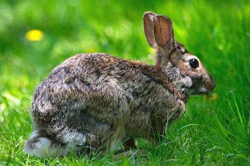 Closeup of a rabbit munching a dandelion.