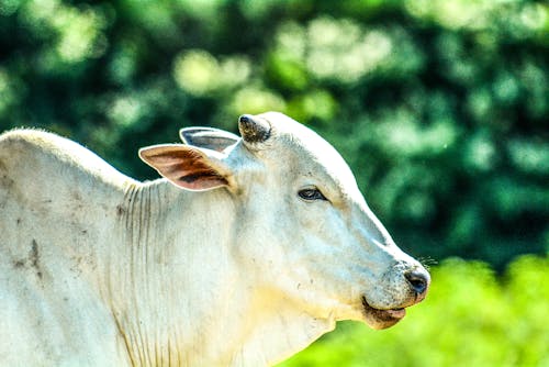 A white cow standing in a field with green grass