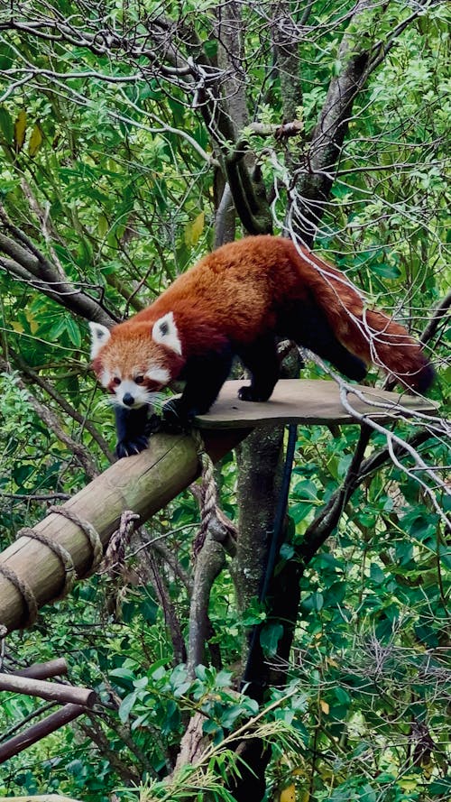 Red Panda 🐼 