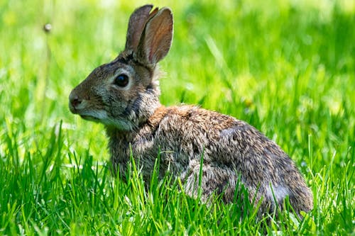 Rabbit in grass.