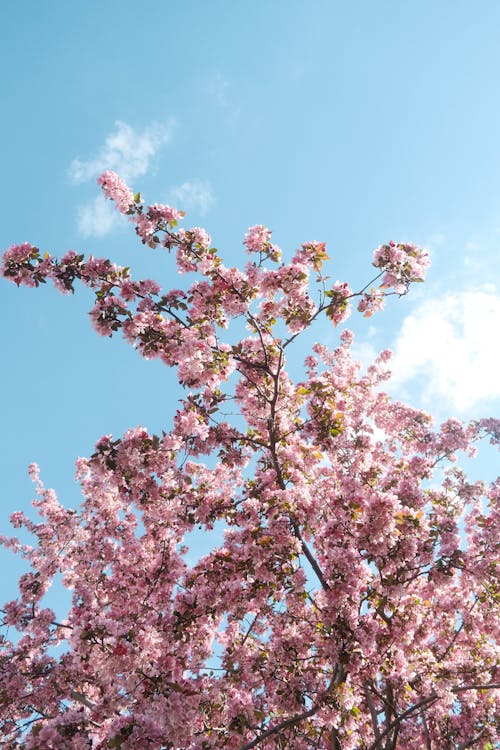A pink cherry tree with blue sky in the background