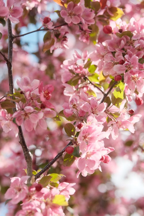 A close up of a pink tree with pink flowers