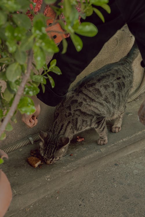 A cat eating a piece of bread on the ground