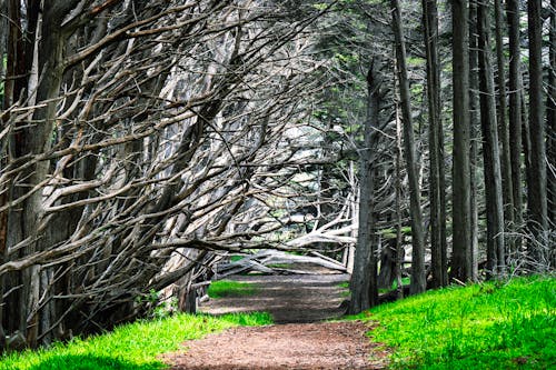 Seal Cove Cypress Tree Tunnel
