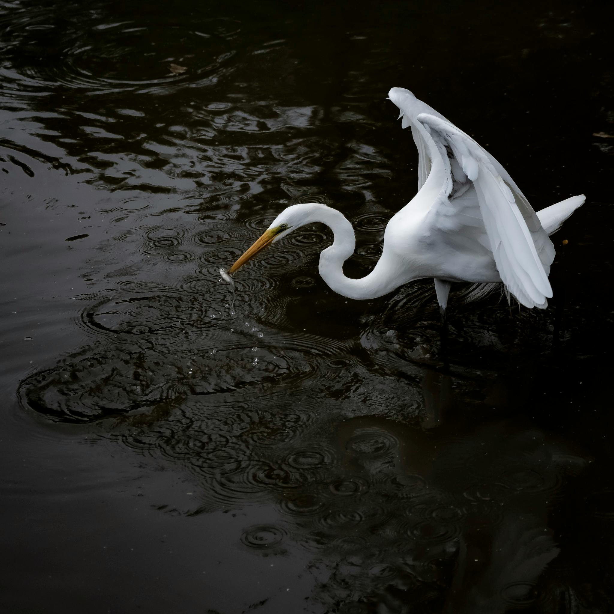 A graceful white egret searches for food in a serene Brazilian waterway, capturing the essence of wildlife.