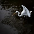 Great egret wading in dark water - photo by Fernando Maidana on Pexels