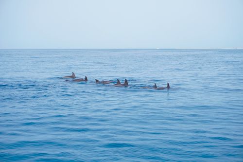Free A pod of dolphins gracefully swimming in the clear blue waters of the Red Sea near Umluj. Stock Photo