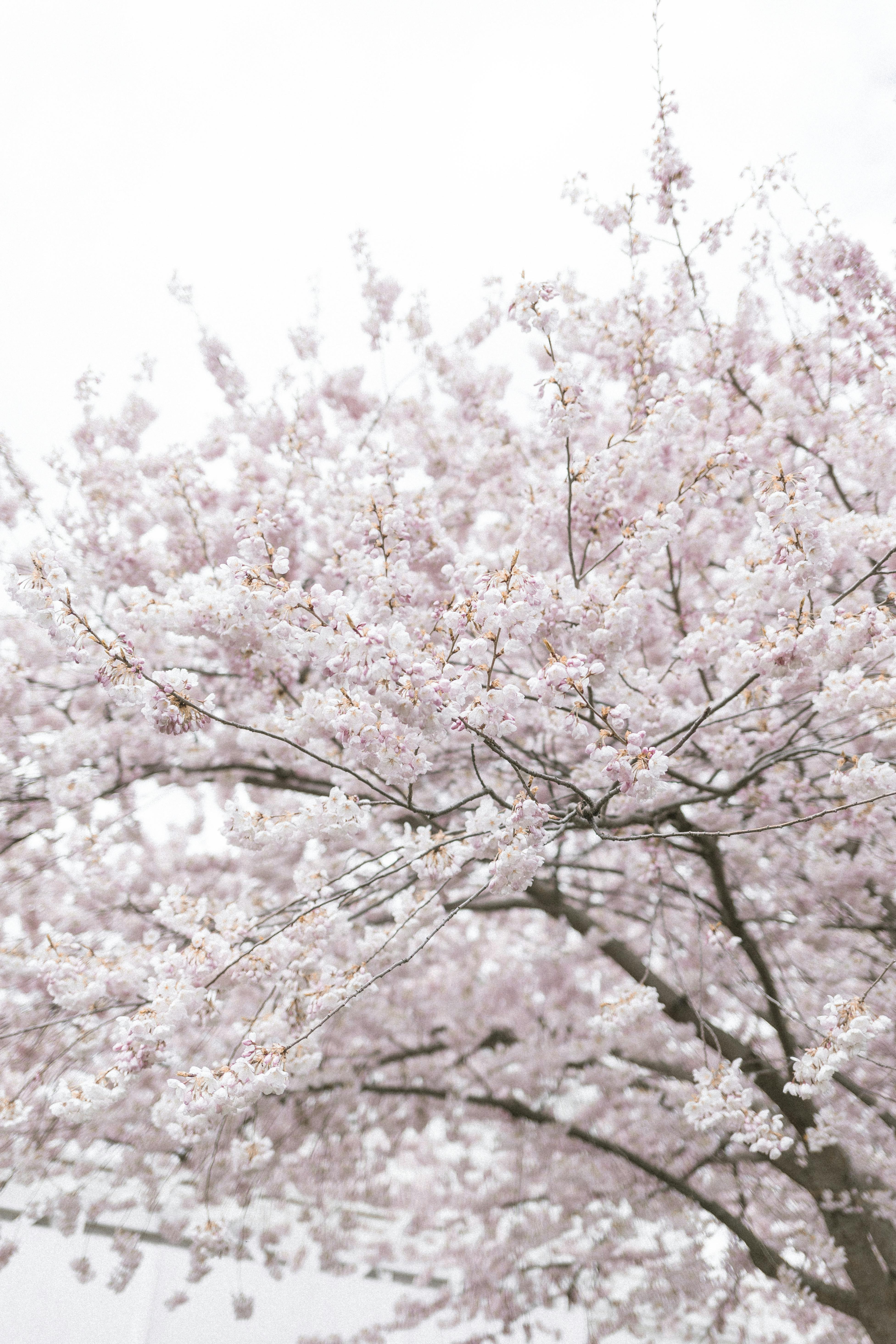 Beautiful cherry blossoms in full bloom against a bright spring sky, capturing nature's elegance and renewal.