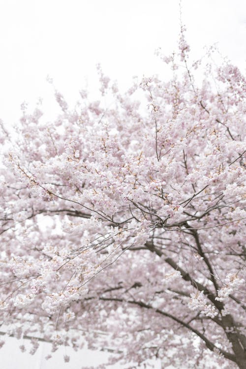 Foto stok gratis berkembang, bidikan sudut sempit, bunga sakura
