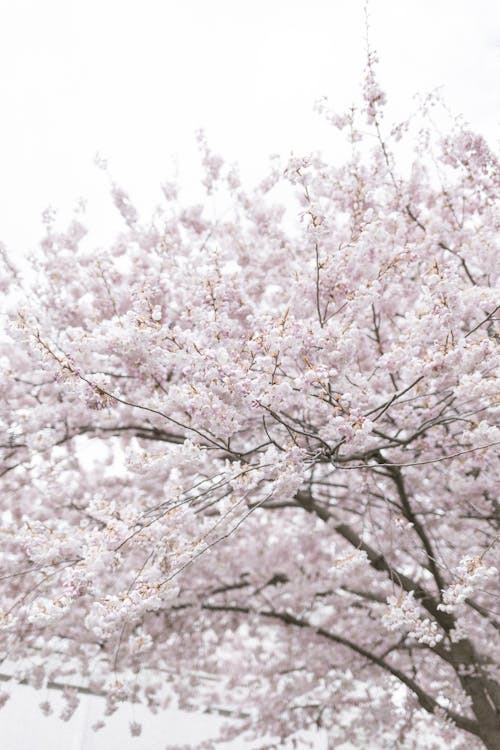 Free Low Angle Shot of Cherry Blossom  Stock Photo