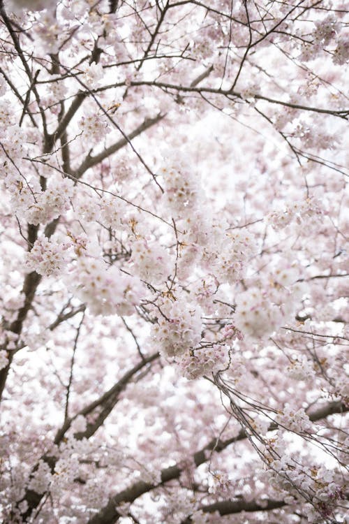 Free Close-up of Cherry Blossom  Stock Photo