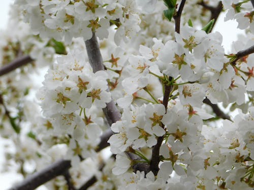 Gratis arkivbilde med hvite kirsebærblomstrer