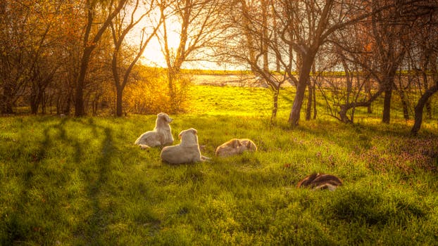 Dogs Lying on Grass Field Surrounded by Withered Trees