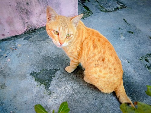 altın, altın kedi, Evcil Hayvanlar içeren Ücretsiz stok fotoğraf