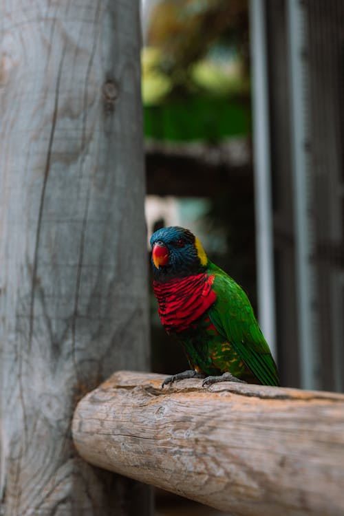 A colorful bird perched on a wooden post