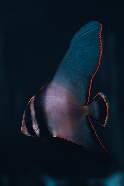 A fish with red and black fins swimming in the dark