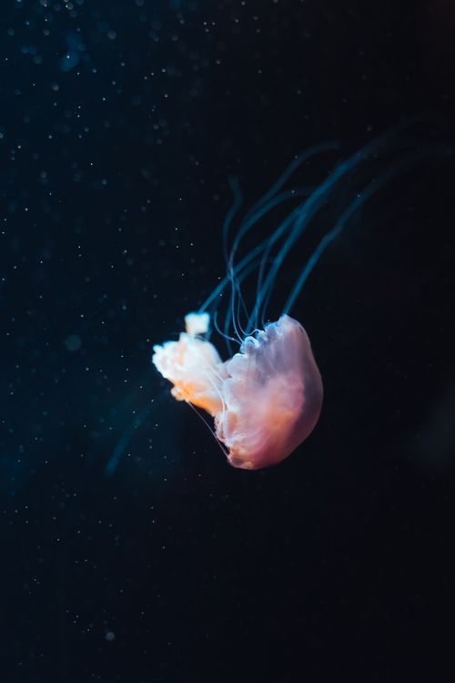 Free A stunning image of a jellyfish gracefully swimming in deep ocean waters, creating a serene mood. Stock Photo