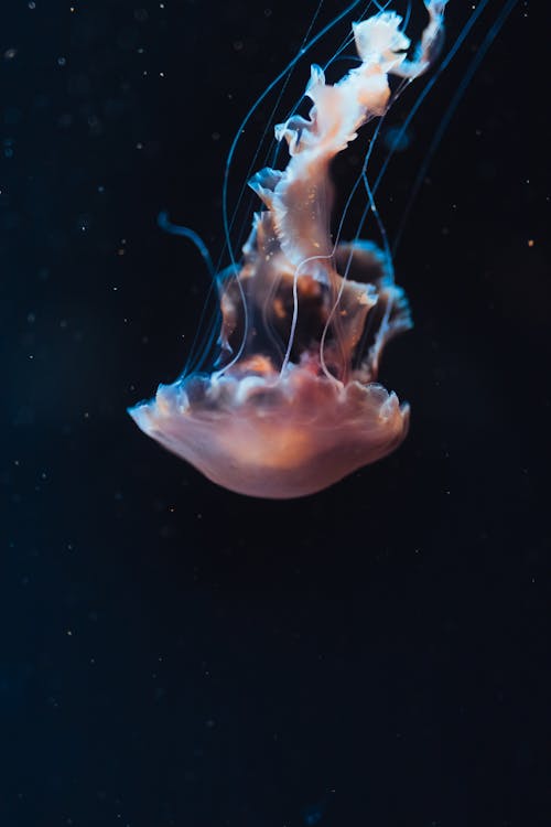 A jellyfish floating in the water with a black background