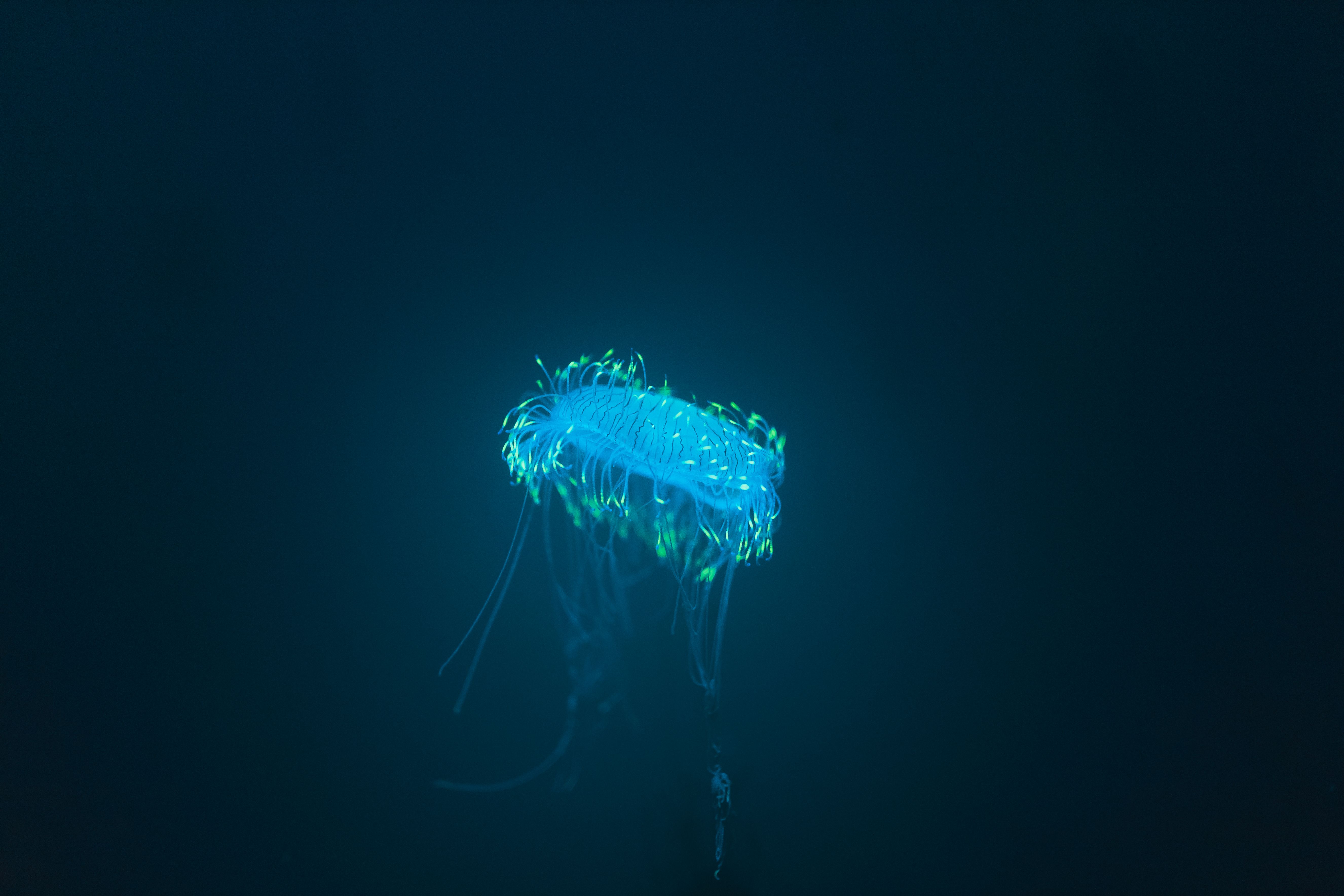 Bioluminescent Organisms Emerge as Key Indicators of Ocean Health and Pollution