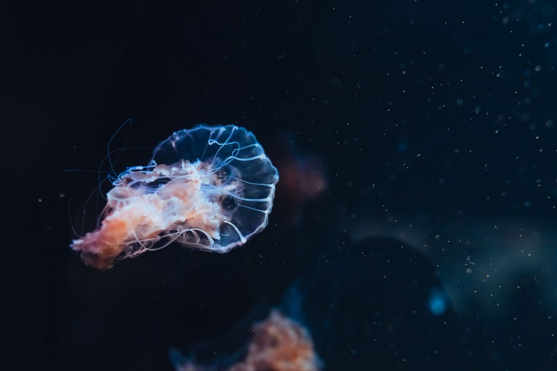 Jellyfish in Sea · Free Stock Photo