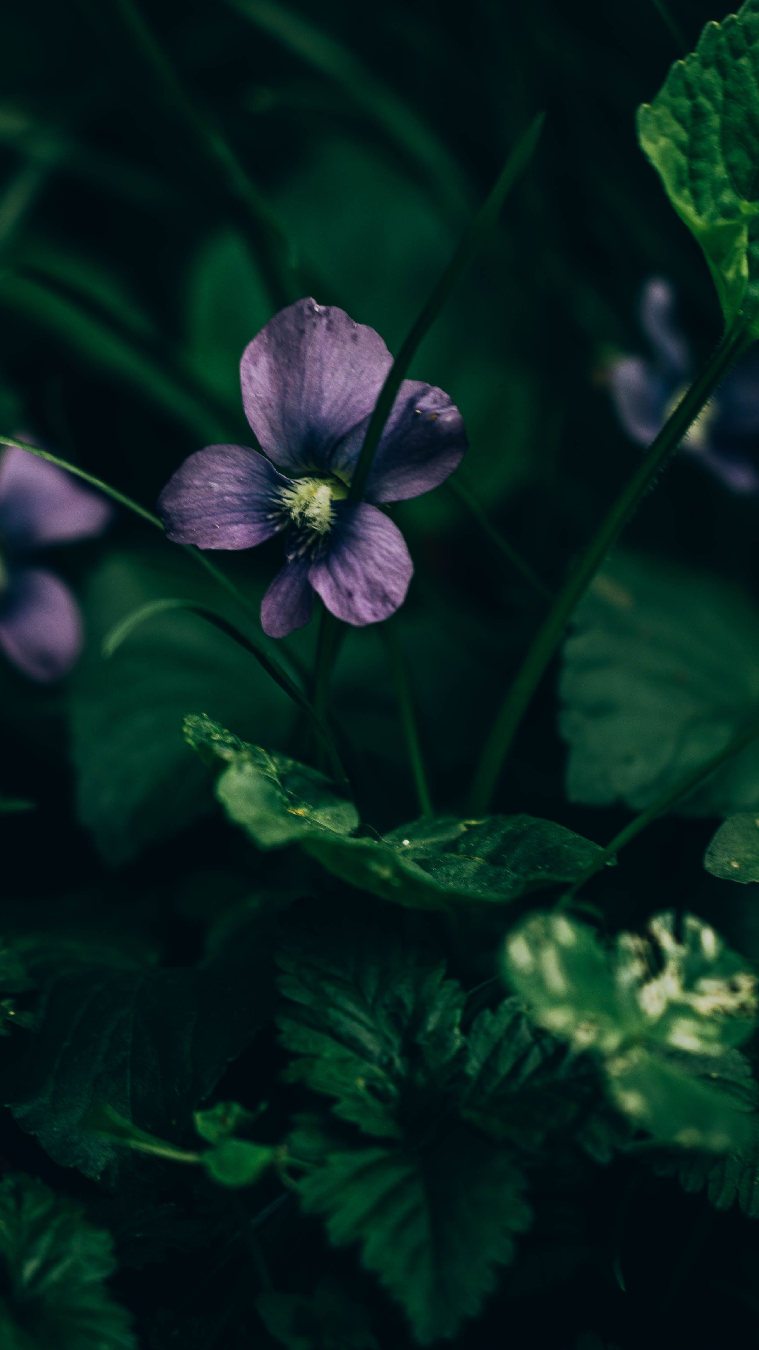 Picture of the day - mobile wallpapers