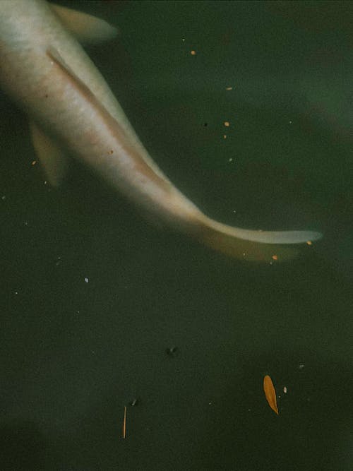 Foto profissional grátis de cauda, embaixo da água, escuridão