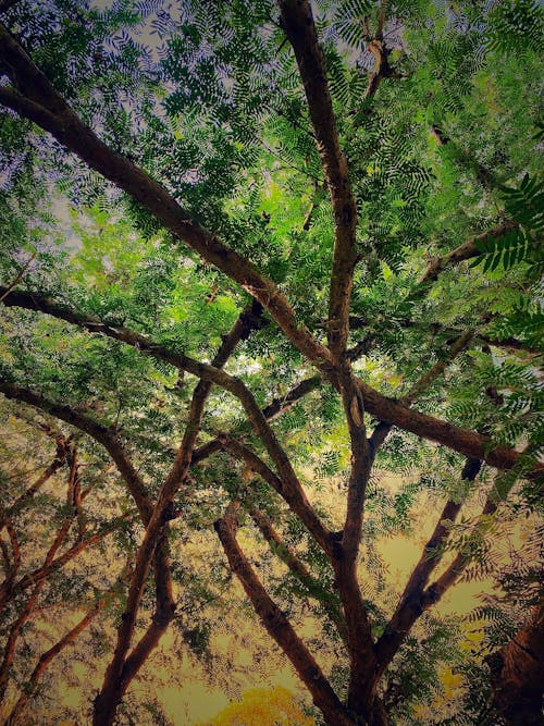 bukle, dal, sonbahar ağacı içeren Ücretsiz stok fotoğraf