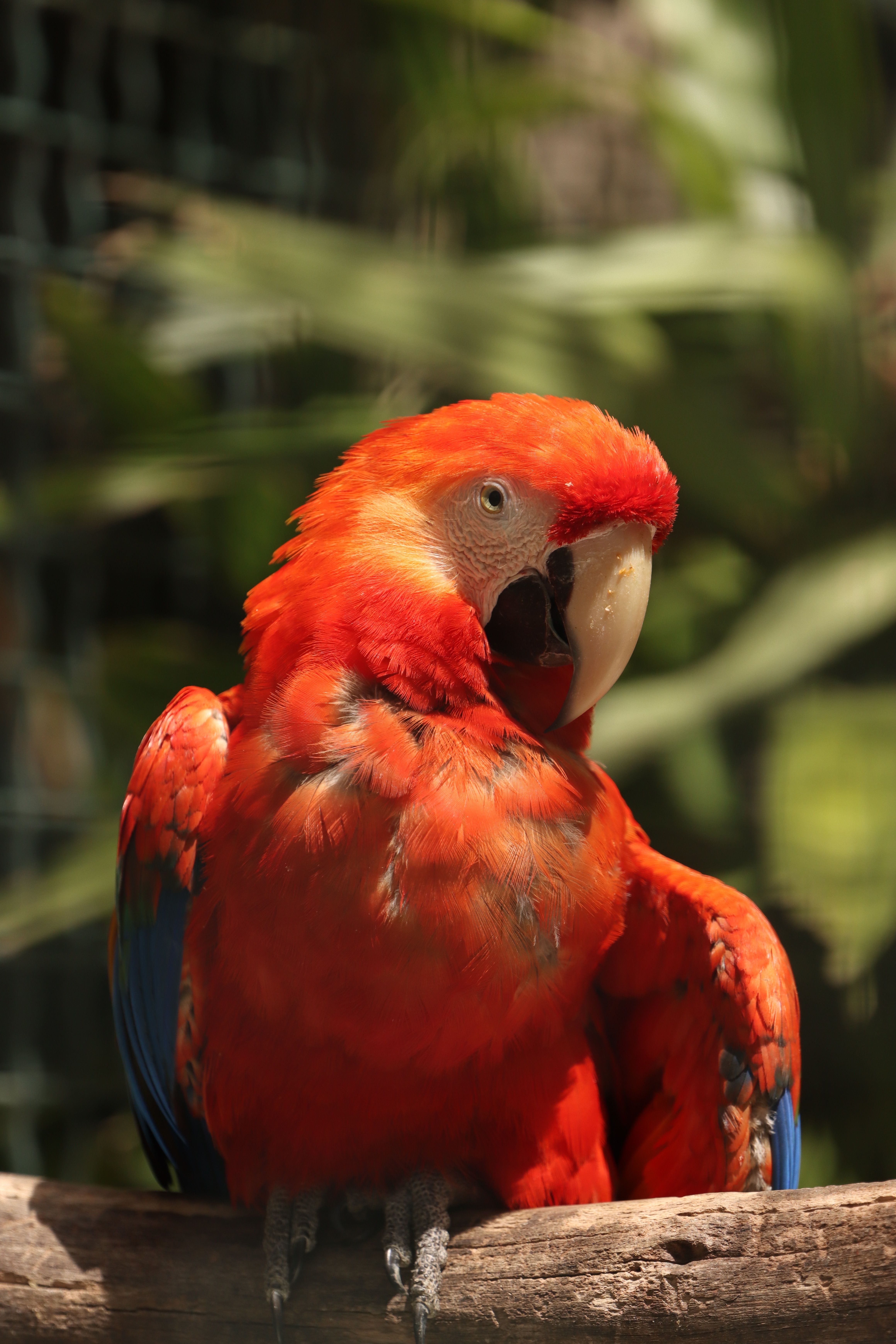 Close-up of a colorful scarlet macaw in a tropical setting, Lisbon Zoo, Portugal.