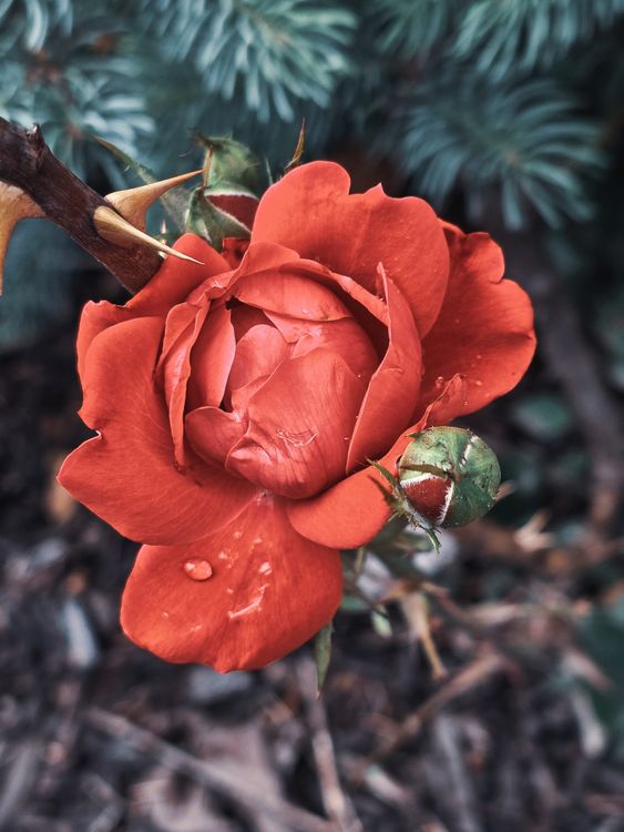 Red Roz Close-up of a Red Rose Growing in a Garden · Free Stock Photo