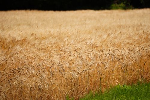 Free A vast wheat field basking in the summer sun, showcasing nature's rustic beauty. Stock Photo