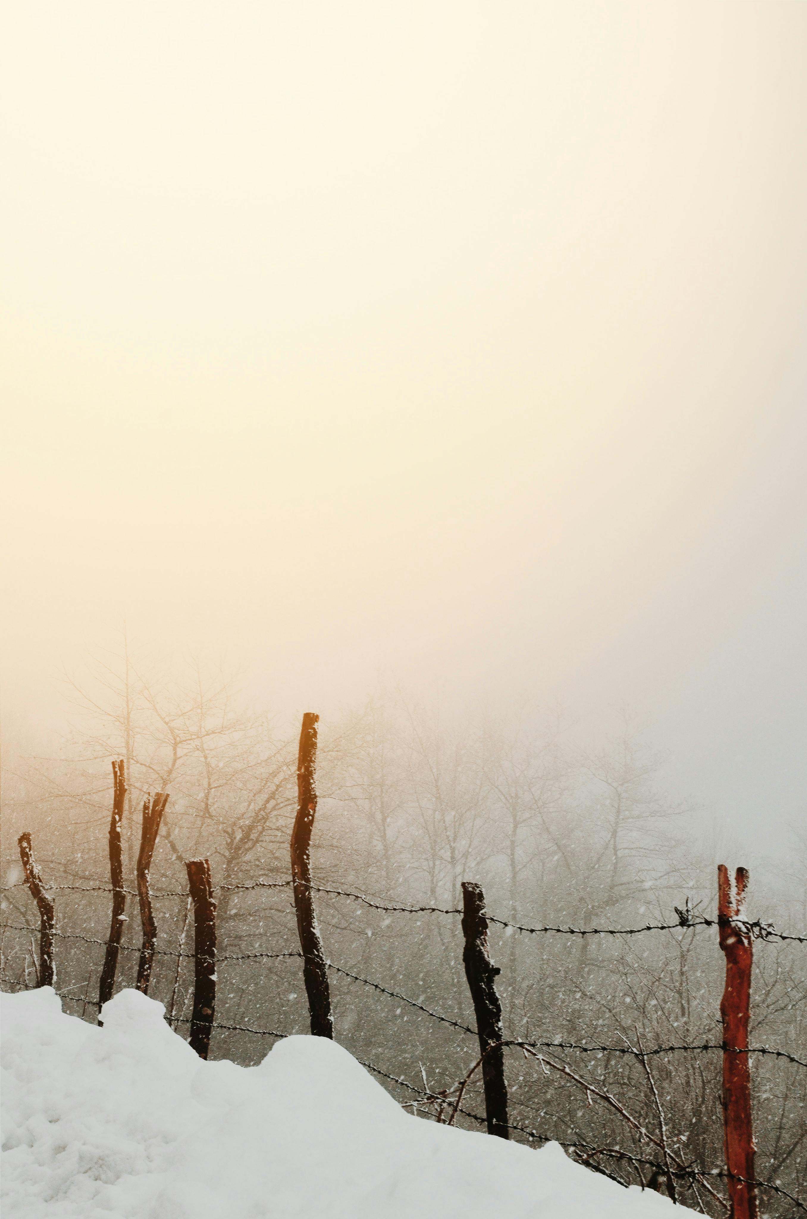 多雾的冬季景观中，倒刺铁丝网栅栏捕捉到了寒冷与孤立的本质