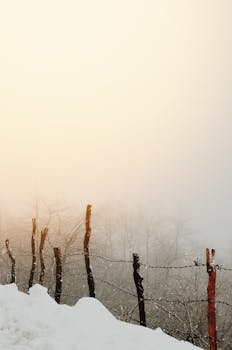 多雾的冬季景观中，倒刺铁丝网栅栏捕捉到了寒冷与孤立的本质